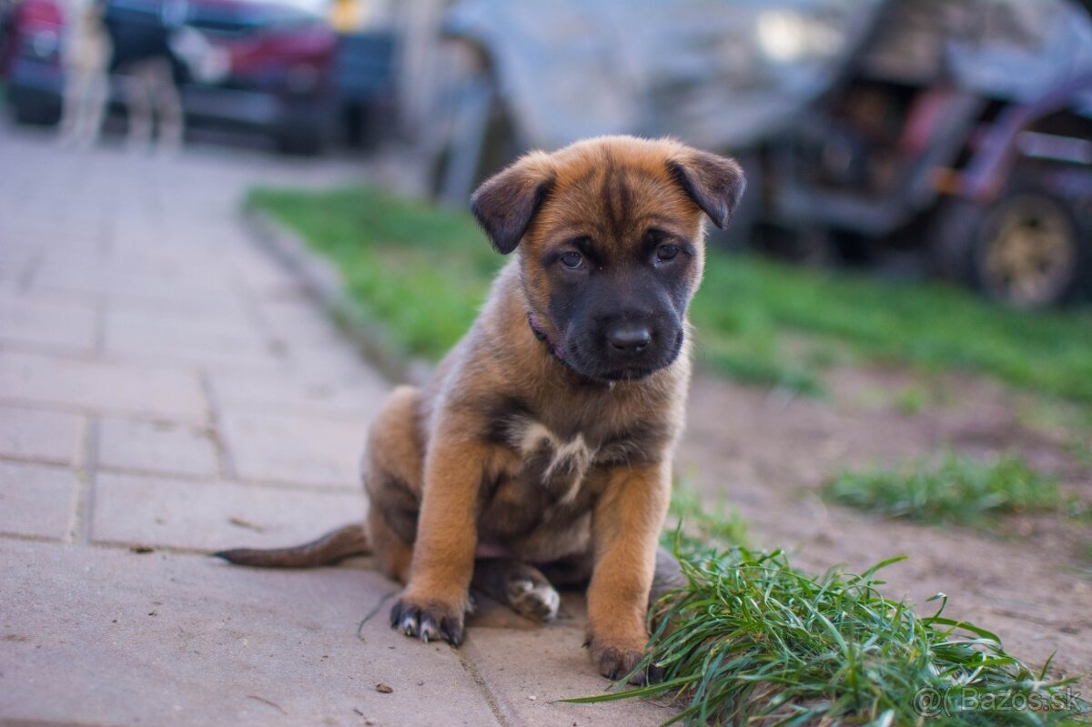 Šteniatka belgický ovčiak malinois s PP - 13