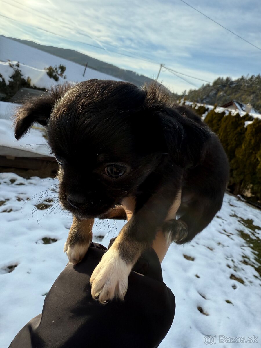 Mini čivava šteniatka - 13