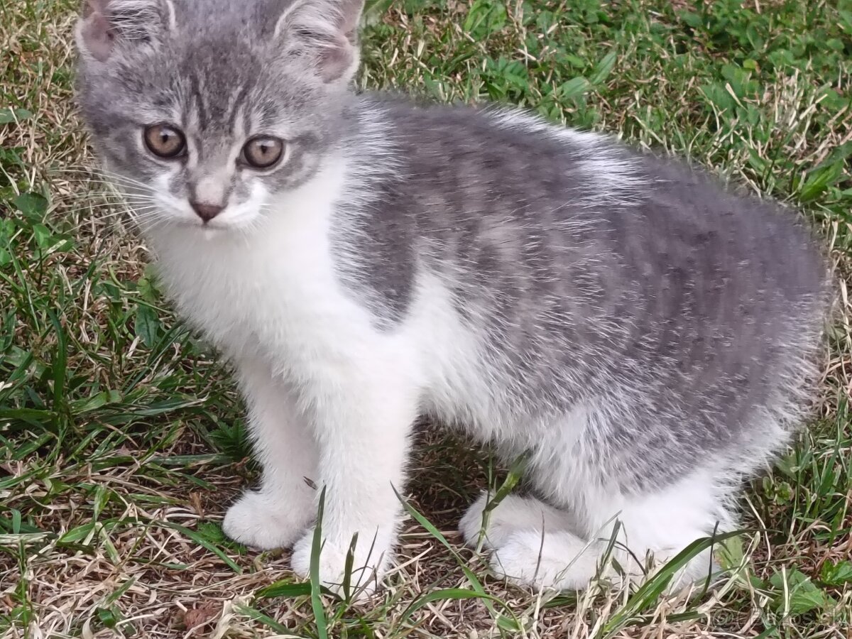 Mačiatka na adopciu - 13