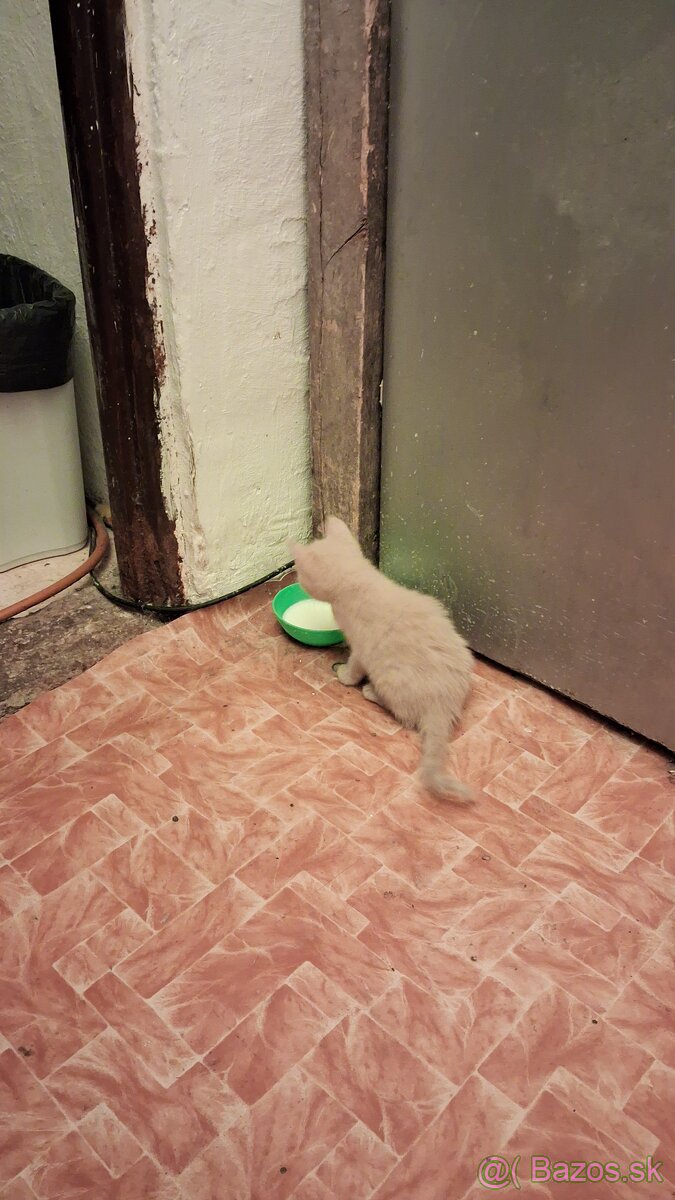 Darujem mačky a kocurikov - 13