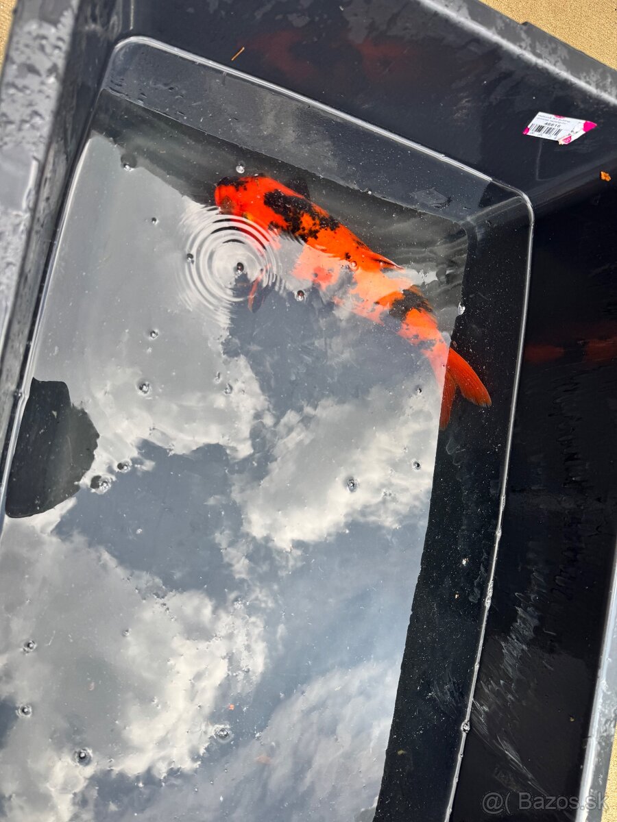 KOI - 13