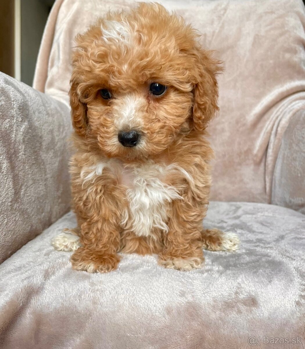 Red and white mini Maltipoo girl - 13