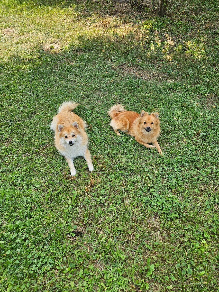 Pomeranian Mini - 13