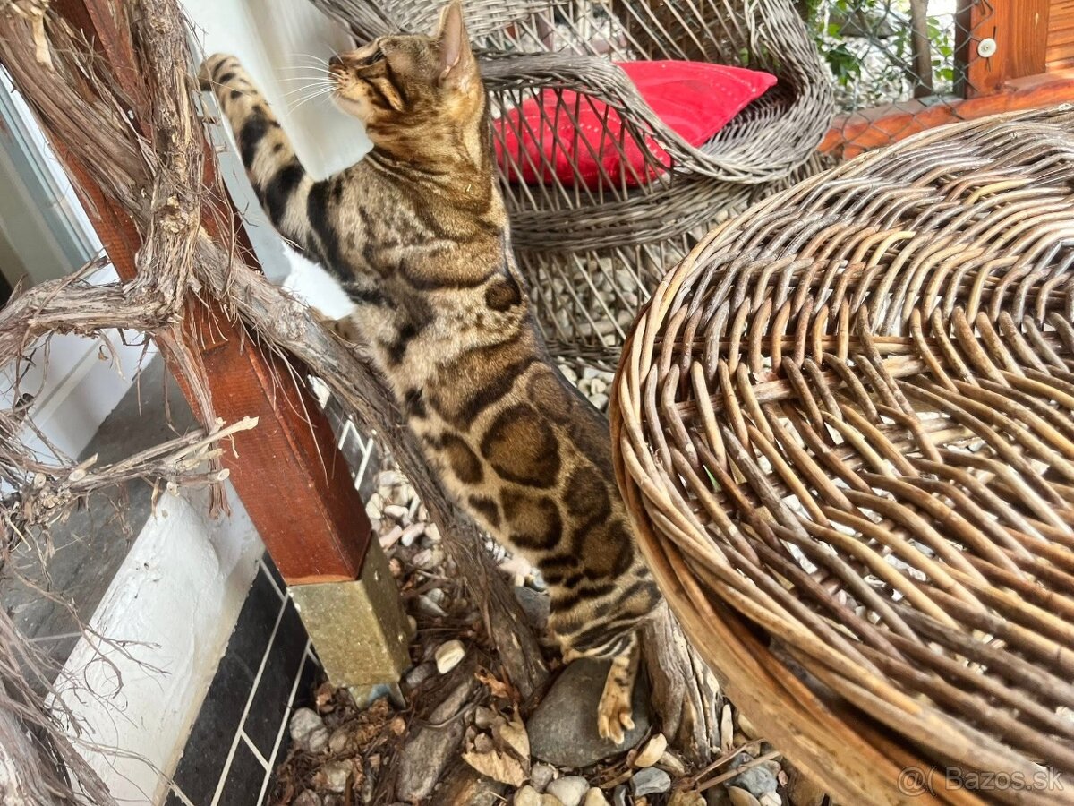 Bengalska macka - 13