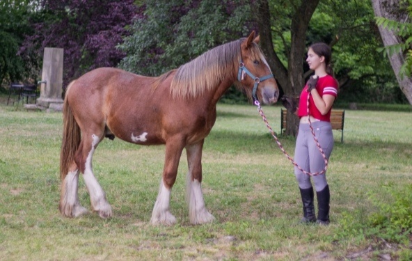 Drum horse hřebec - 13