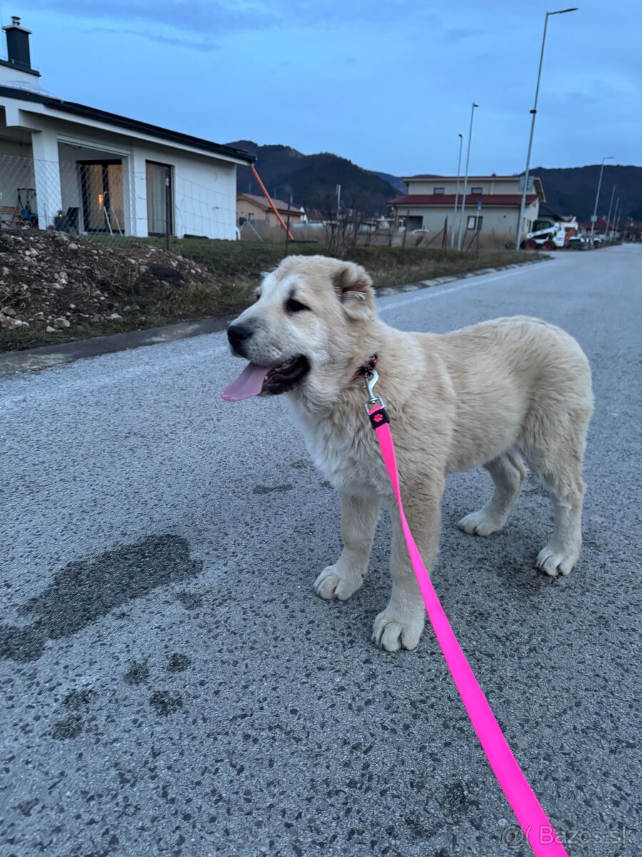 Stredoázijský ovčiak SAO - 13