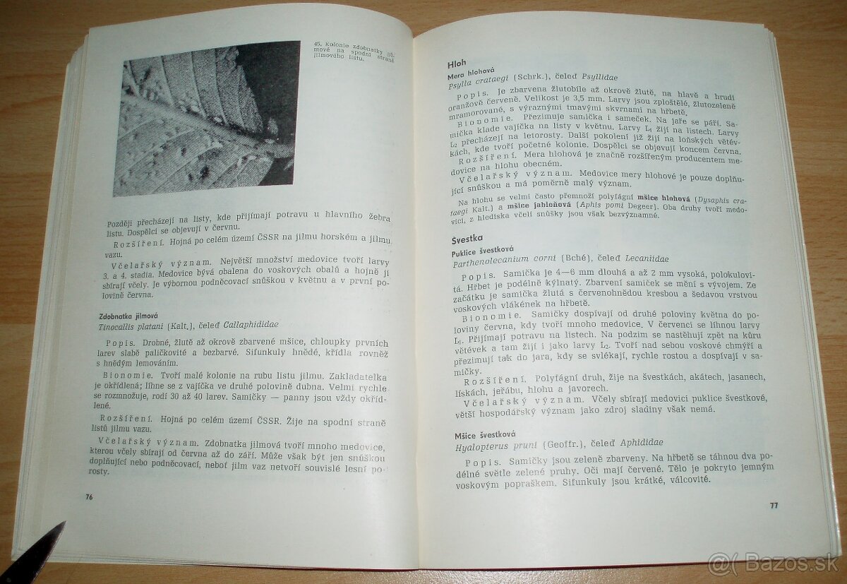 Medovice a včely - 13