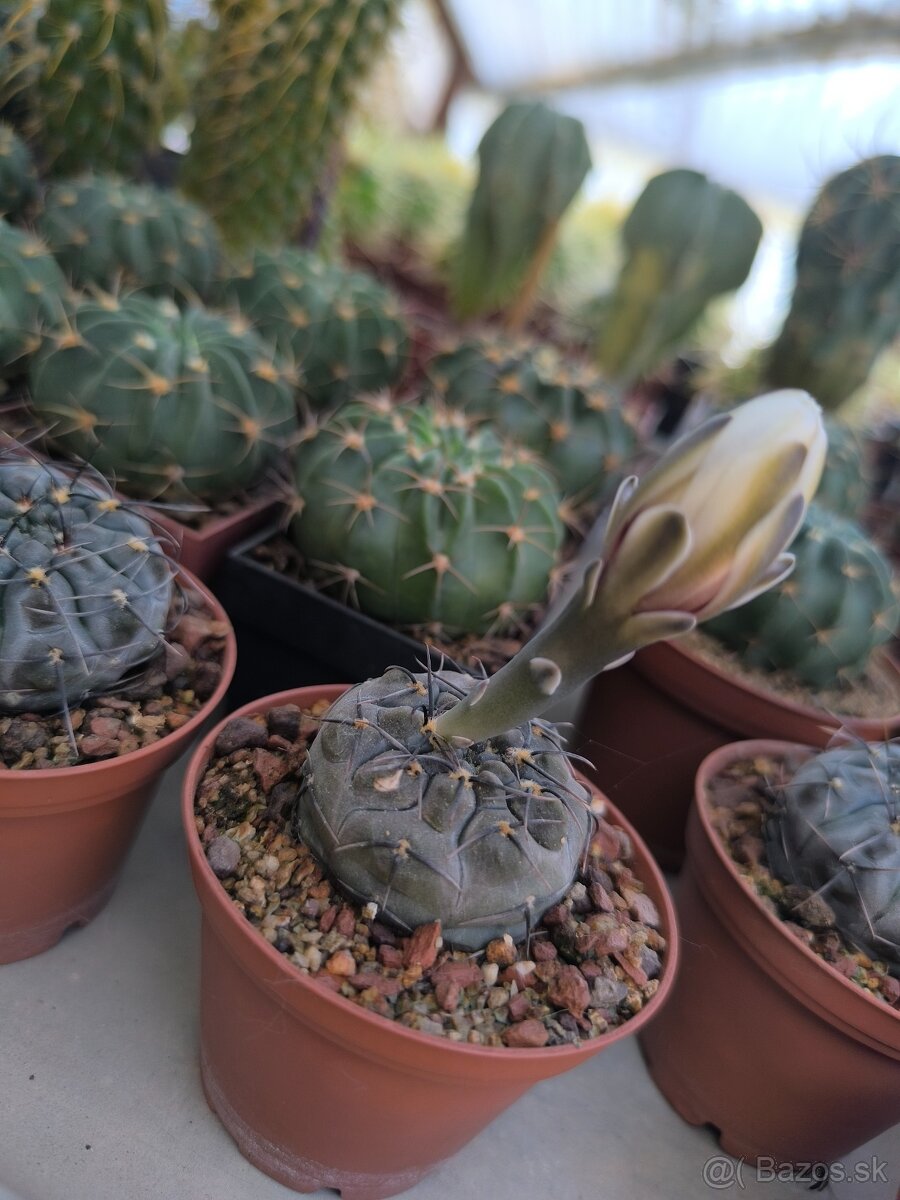 Kaktusy - 13