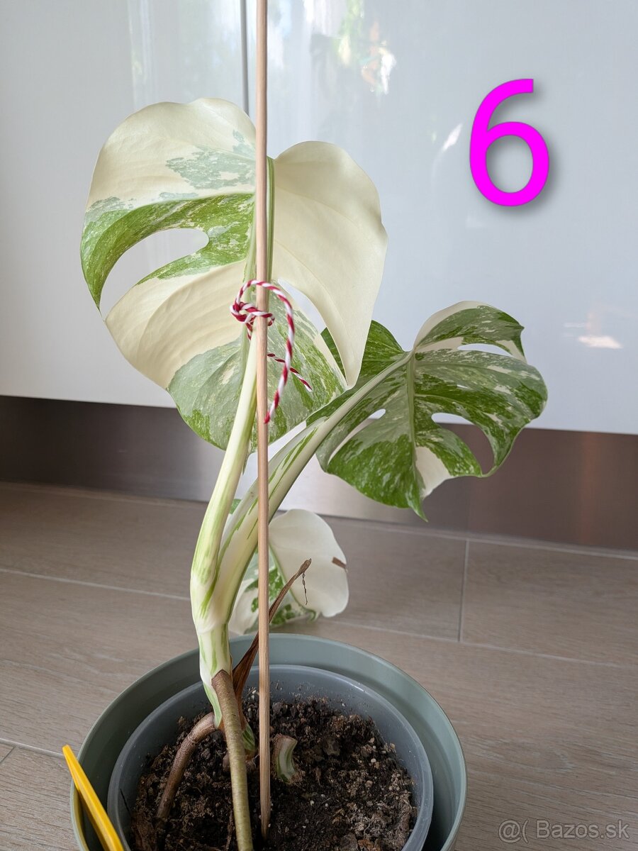 Monstera Albo Variegata - 13