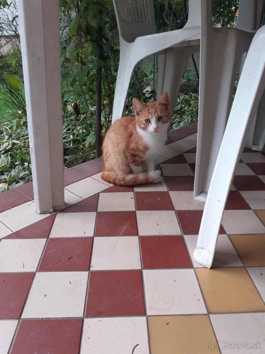 Darujem mačičky - 13