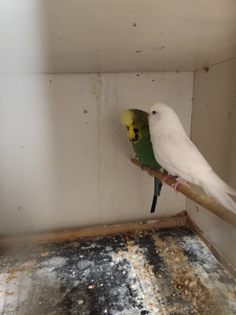 Výstavné andulky celý chov - 13