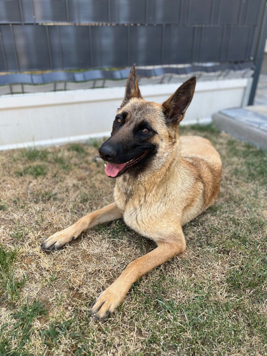 Belgický ovčiak-malinois - 13