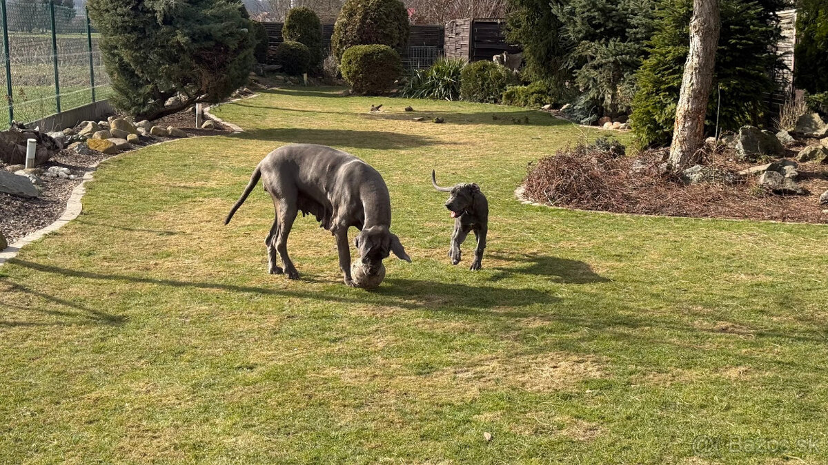 Německá doga modrá s PP Euphorie Blue HH - 13