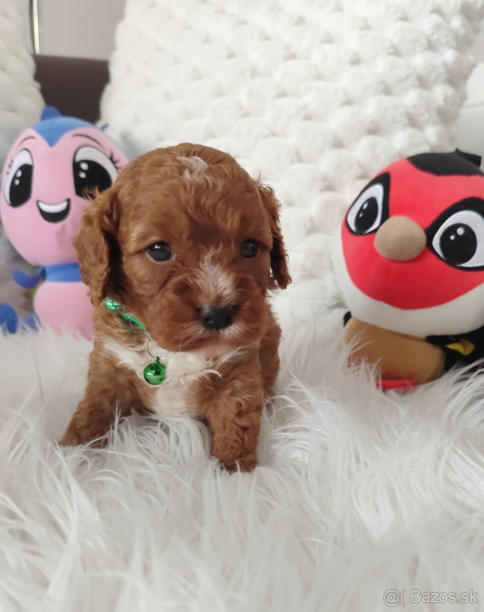 Cavapoo - 13