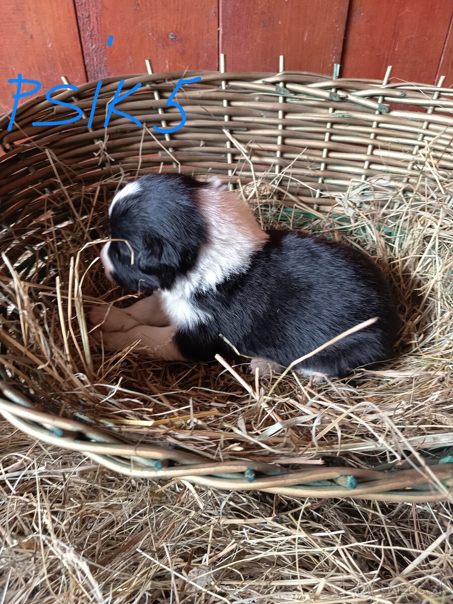 Border kólia šteniatka - 13