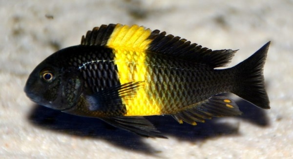 Predám prebytky chovu - Africké cichlidy - 13