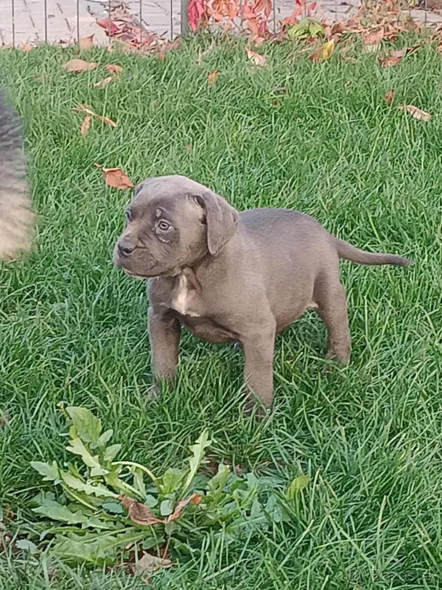 Cane corso modré šteniatka - 13