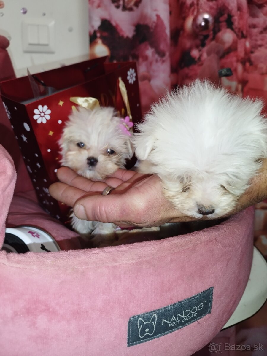 Mini maltezak šteniatka - 13