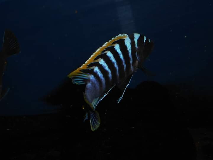 Africké cichlidy Malawi. - 13