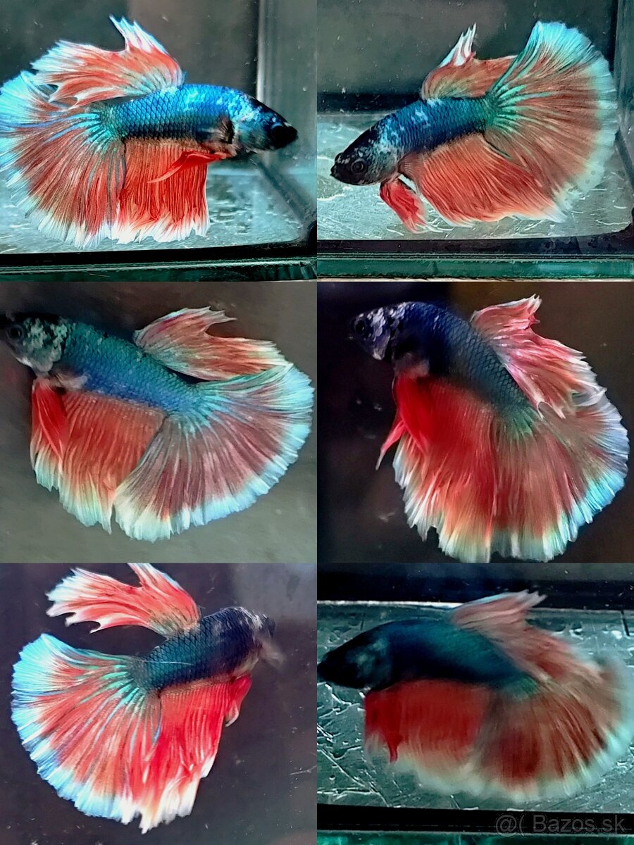 Betta Splendens - Bojovnica Pestrá. - 13