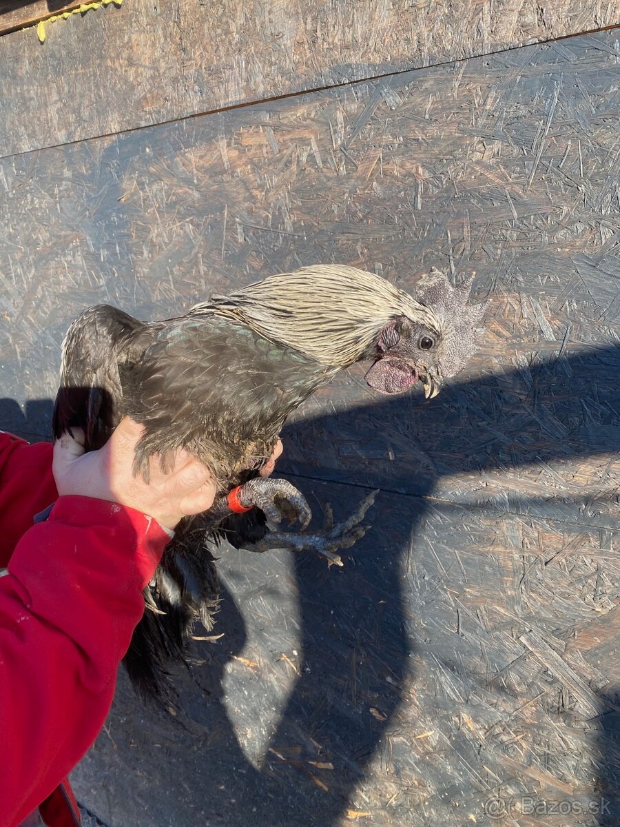 Ayam Cemani kohuti - 13