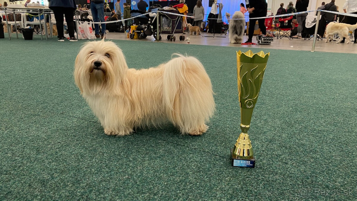 Havanský psík s PP - 13