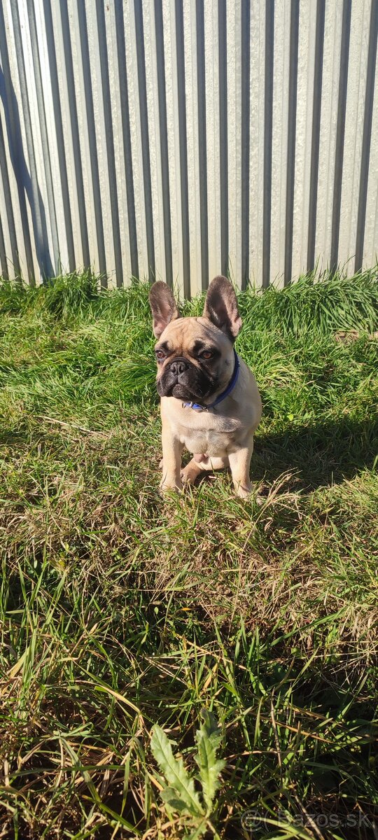 Francúzsky buldoček s PP - 13