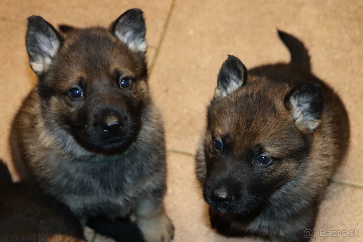 Německý ovčák s PP - 13