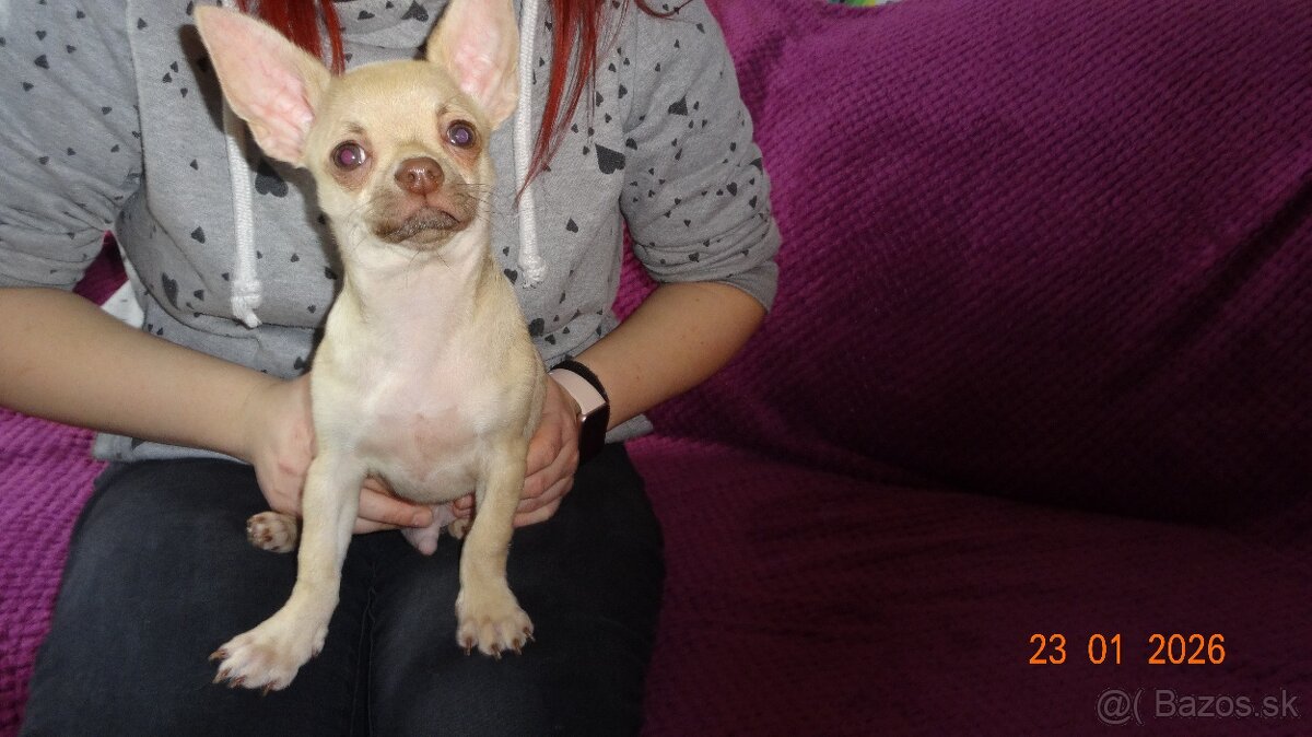 čivava krátkosrstá - 13