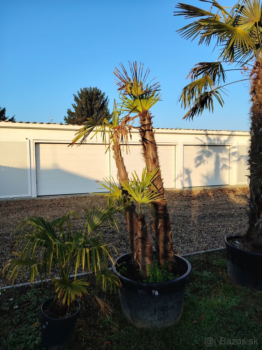 Olivovník europea - 13