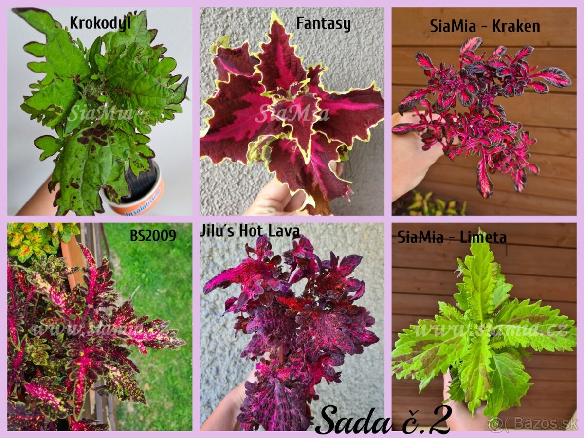 Koleus - africká žihľava (Coleus), semena, řízky - 13