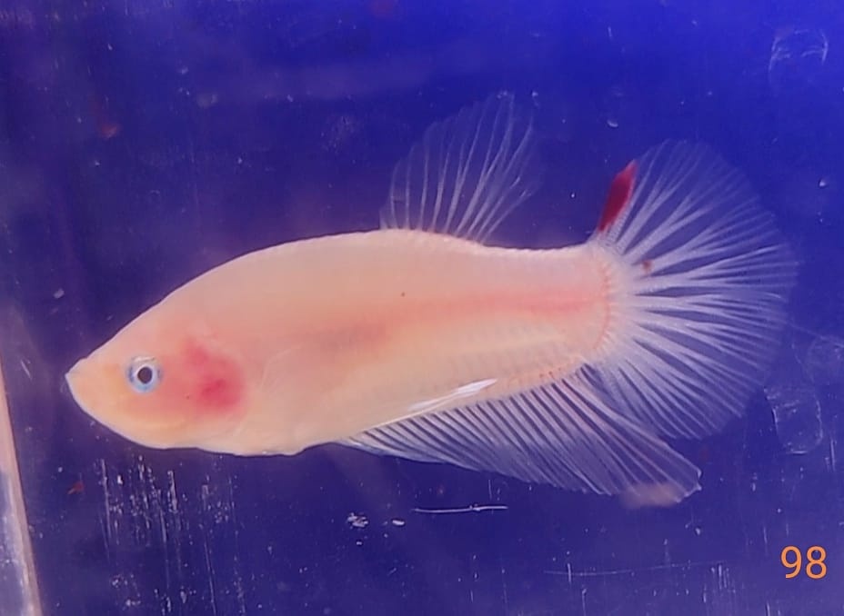 Bojovnica samec shorttail - 13