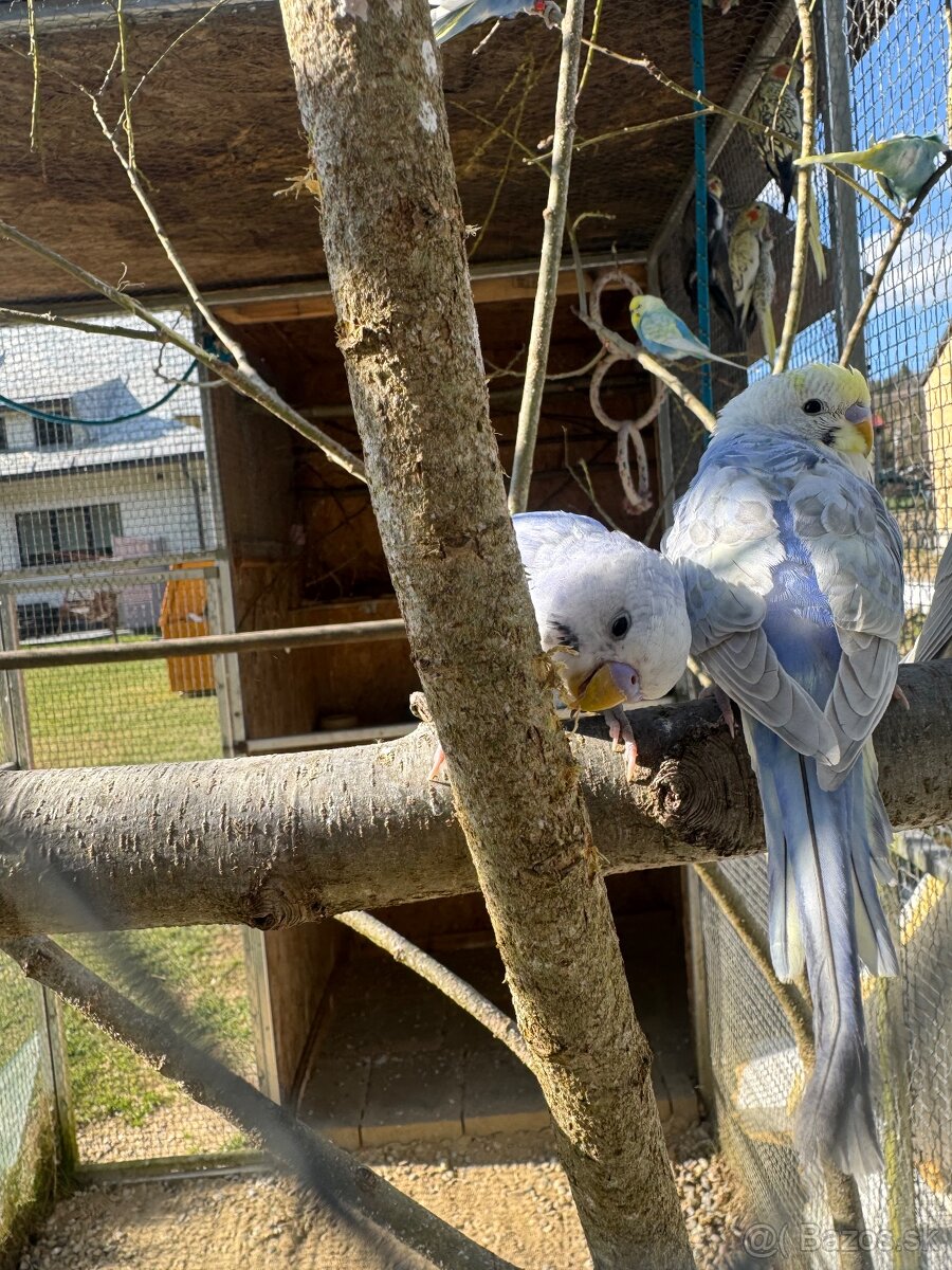 Andulky dúhové - 13