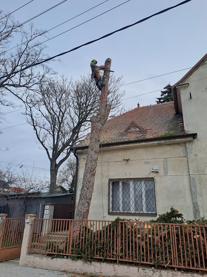 Arboristika, výrub a orez stromov - 13