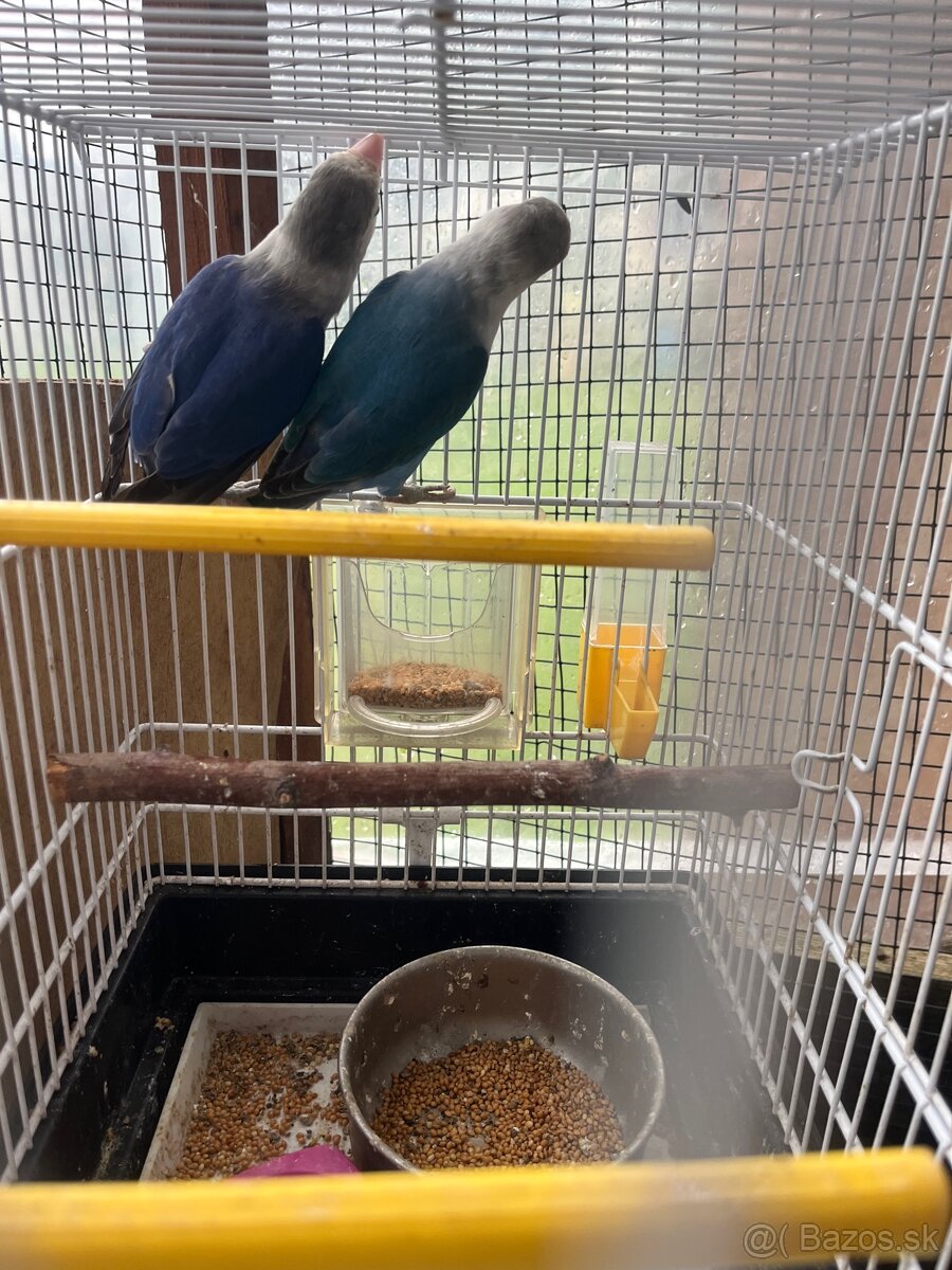 Agapornis Fisher - 13