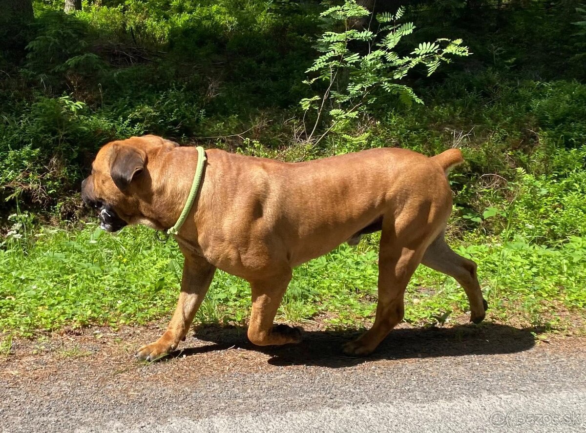 Boerboel štěňata FCI PP - 13
