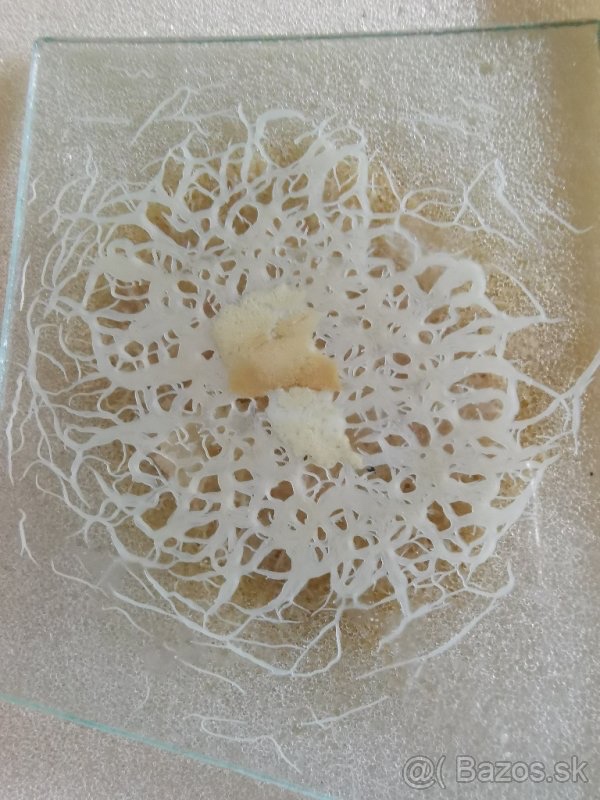 Zive krmivo , machy, artemia - 13