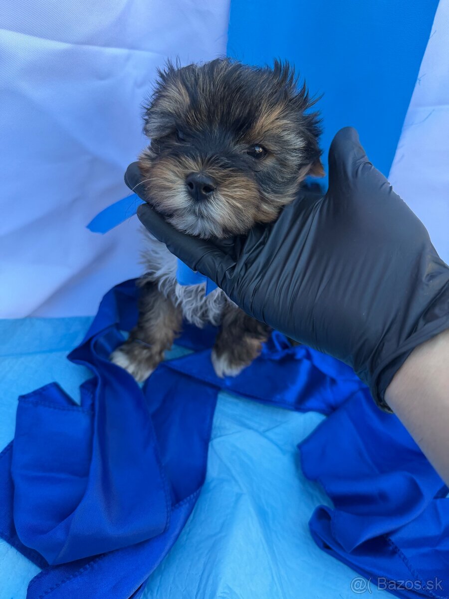 mini Yorkshire Terrier - 13