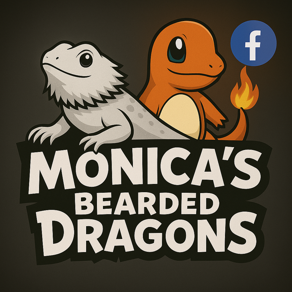 Agama bradata - Zero , het Zero 🦎 - 13