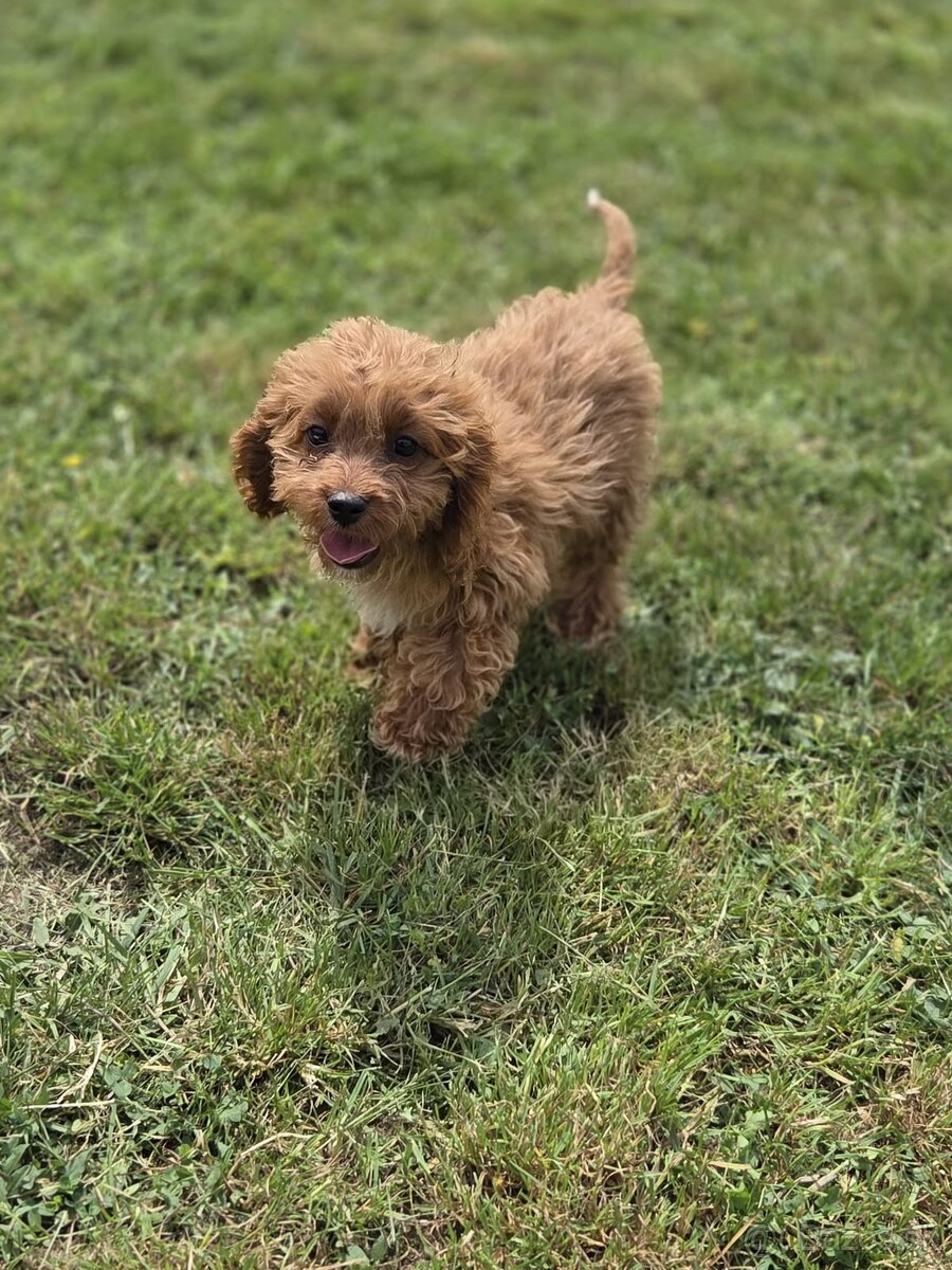 Cavapoo - 13