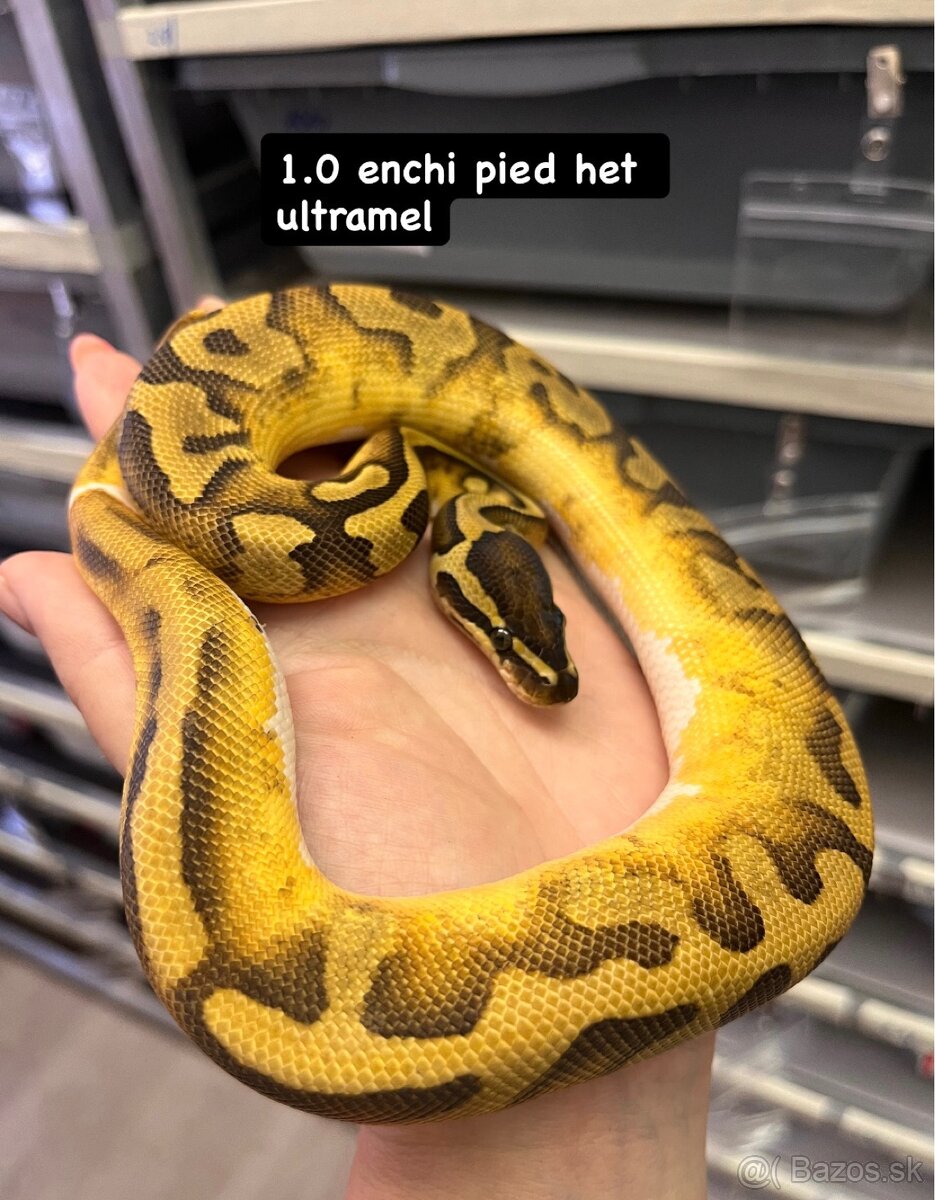 Python regius - 13