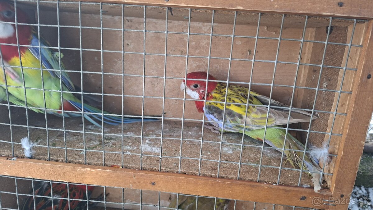 Papagaje rozely - 13