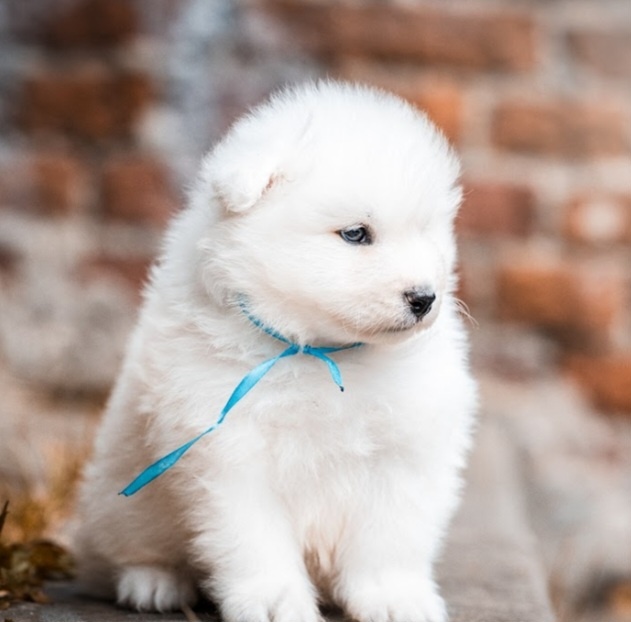 Samojed - 13