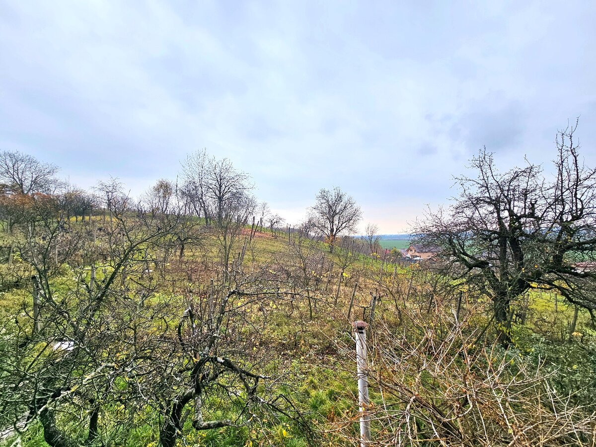 Viničný dom s vinicou Staré Predné Levice - 13