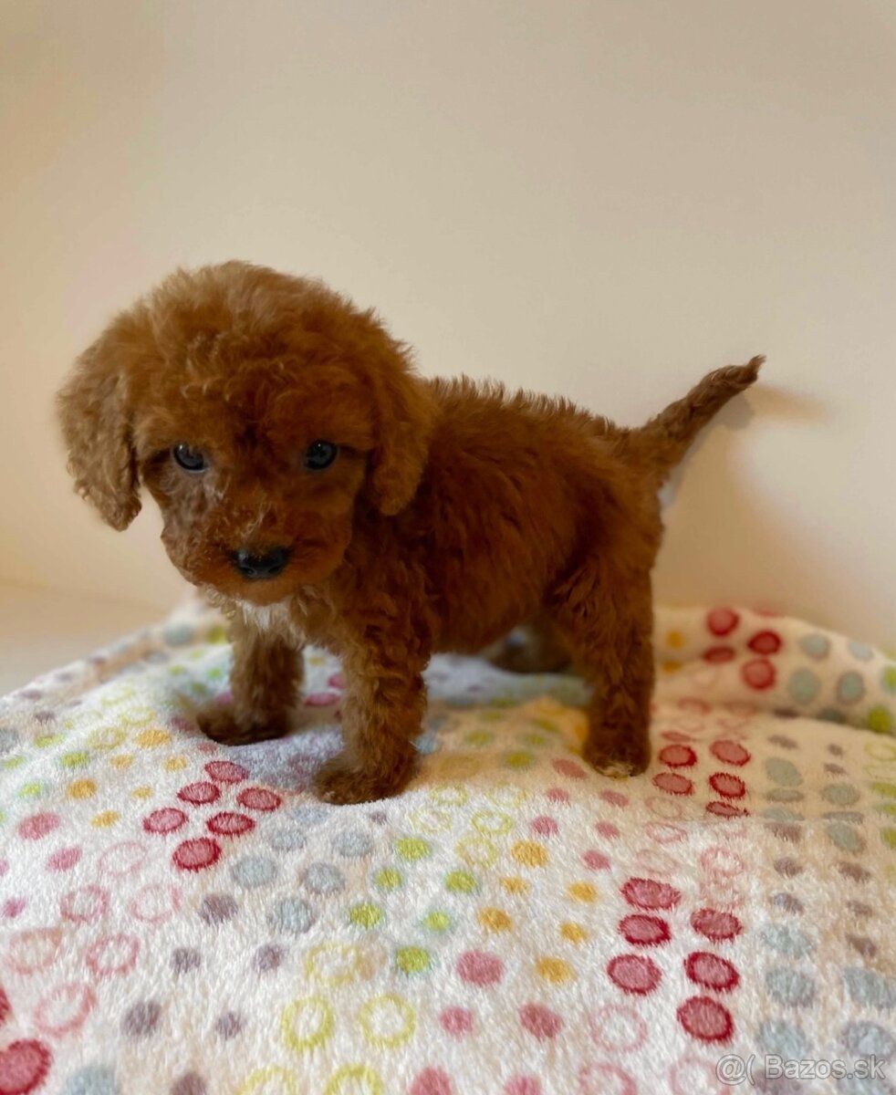Dark Red Poodle girls pudel pudlik pudl - 13