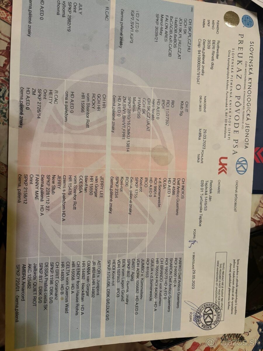 Rottweiler, rotvajler, rottwailer, rtw - 13