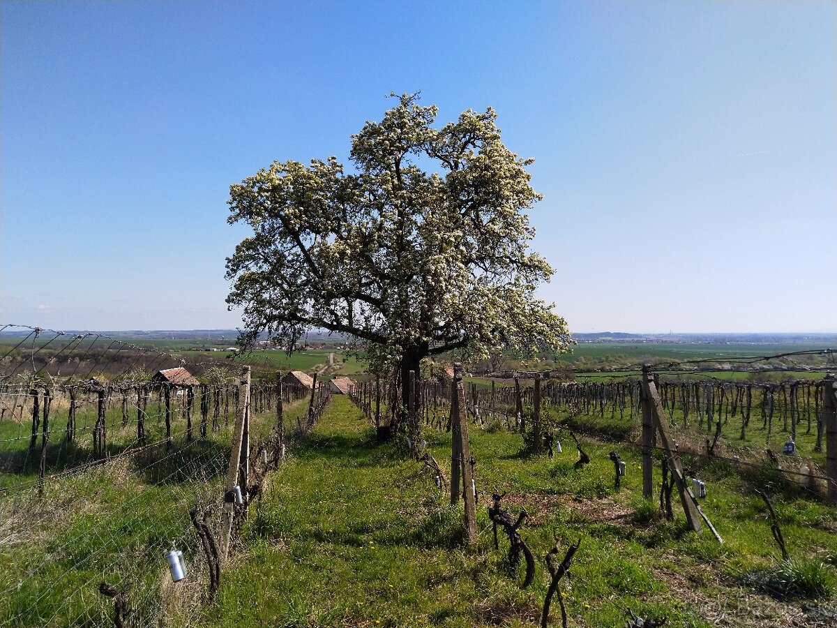 Pozemok - Vinice Čajkov - Sádovské - 13