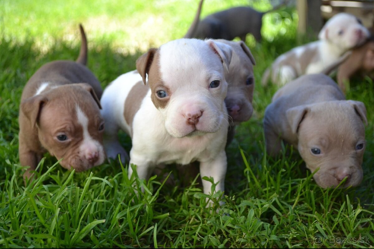 American bully standard - 13