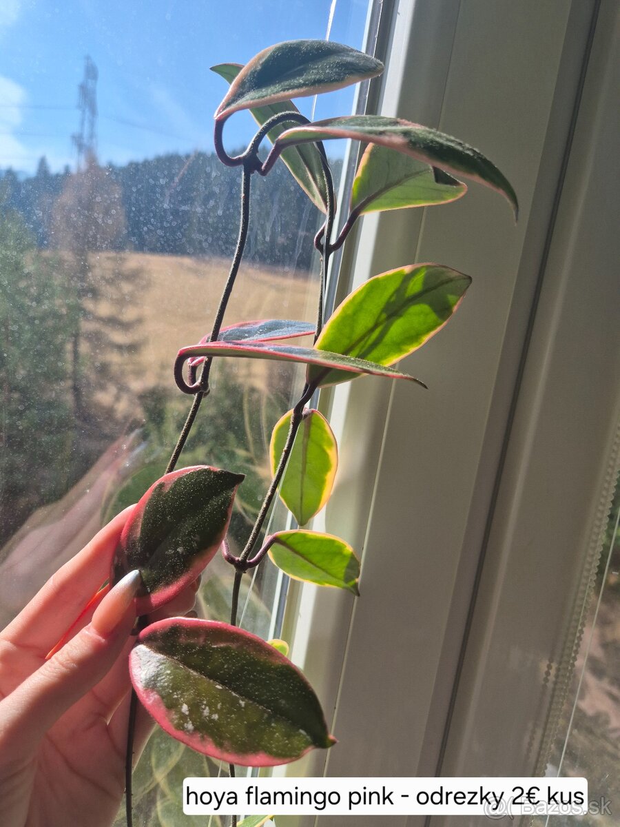 Predám izbové rastliny - 13