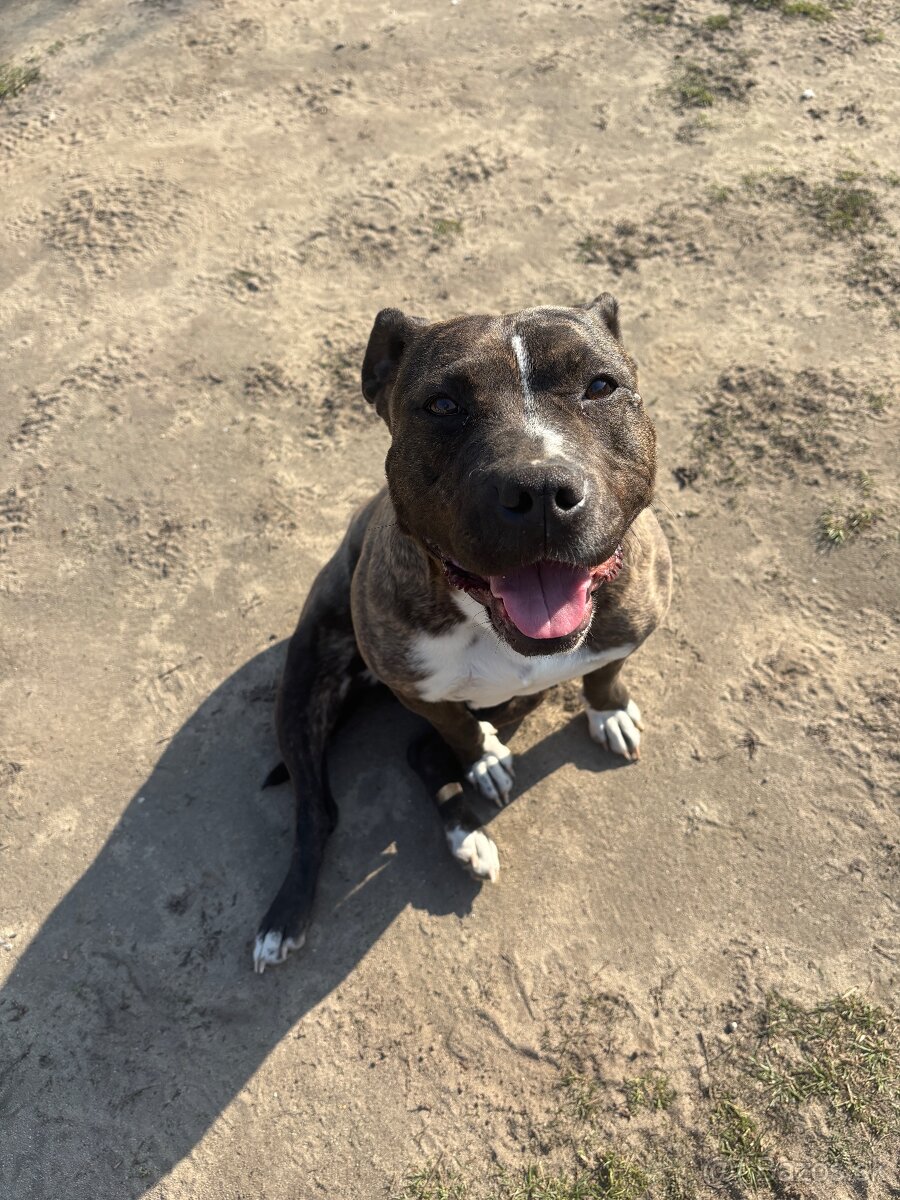 Americký stafordsirsky terier, Stafford, amstaf - 13